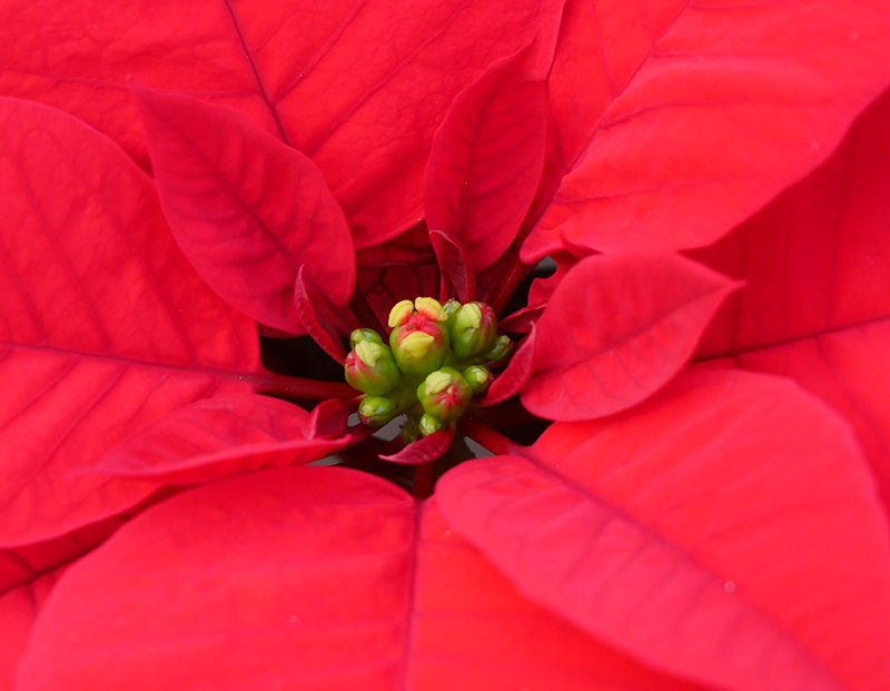 Weihnachtsstern | Harzerfrischend