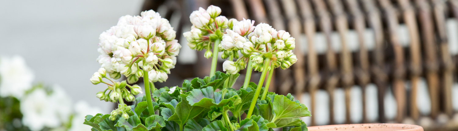 Pelargonium_zonale_prins_gustav